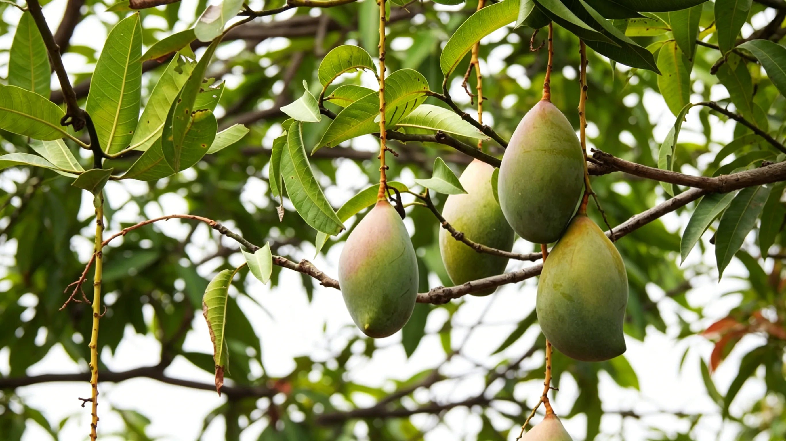 From a Mango Pit to a Golden Harvest: How Even a Beginner Can Grow Their Own Mango Tree
