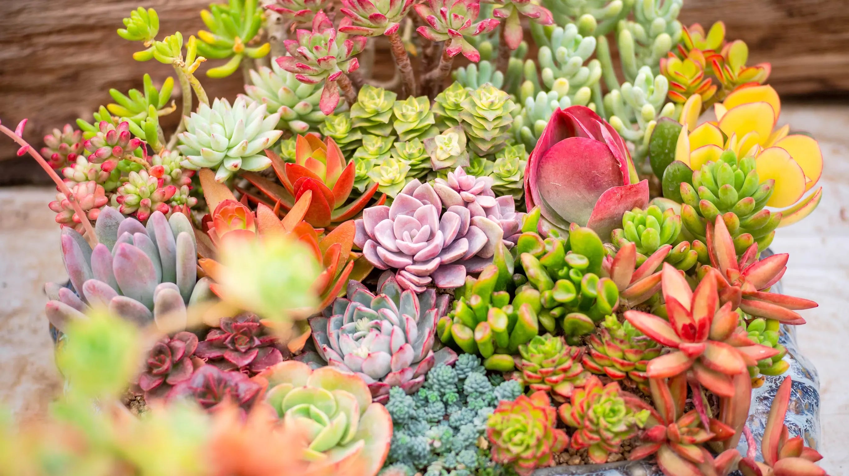 Heat Is Coming — Keep Your Succulents Alive
