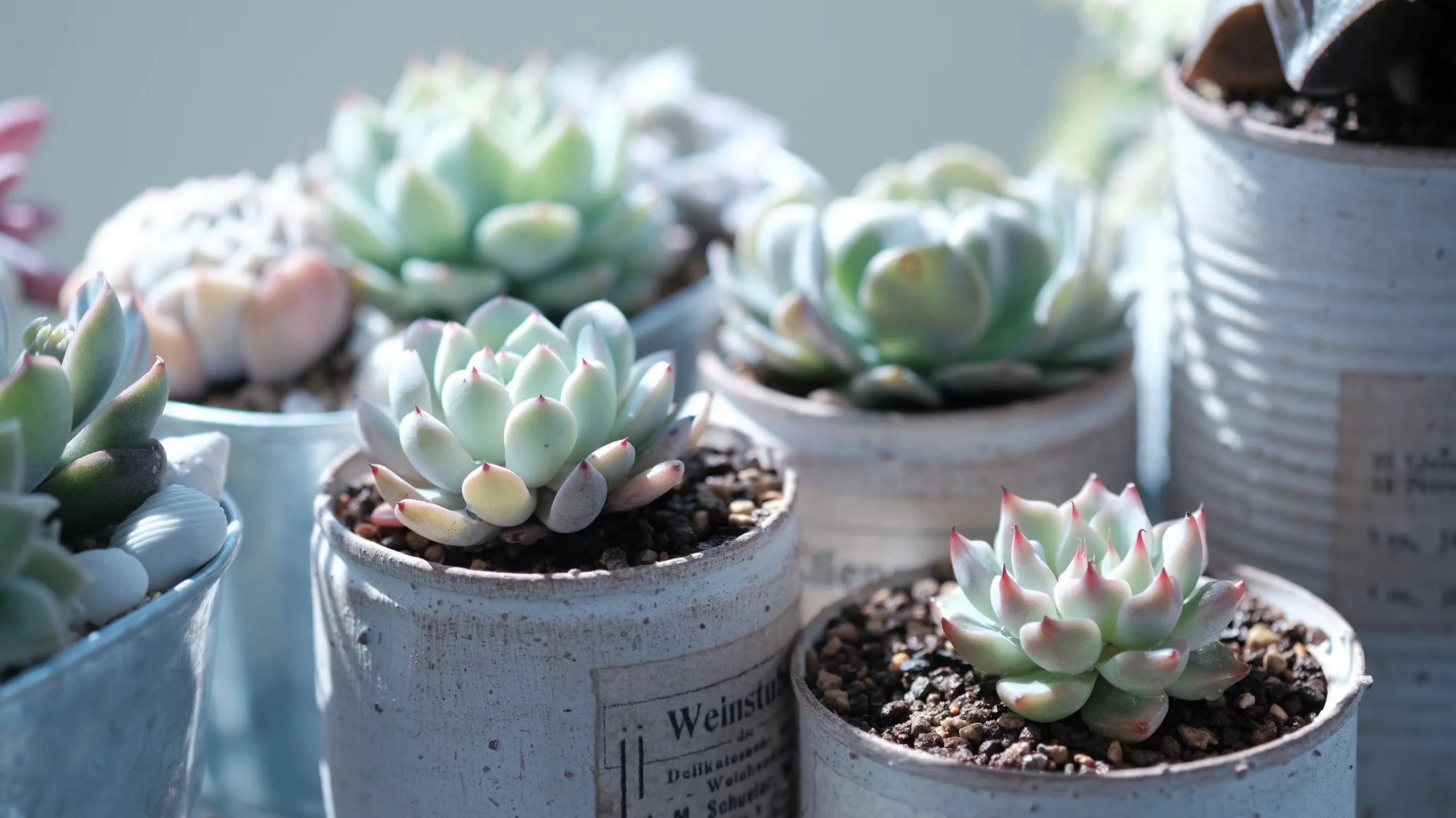 Those White Fuzzy Spots on Your Succulent? That’s Not Dust — That’s Trouble