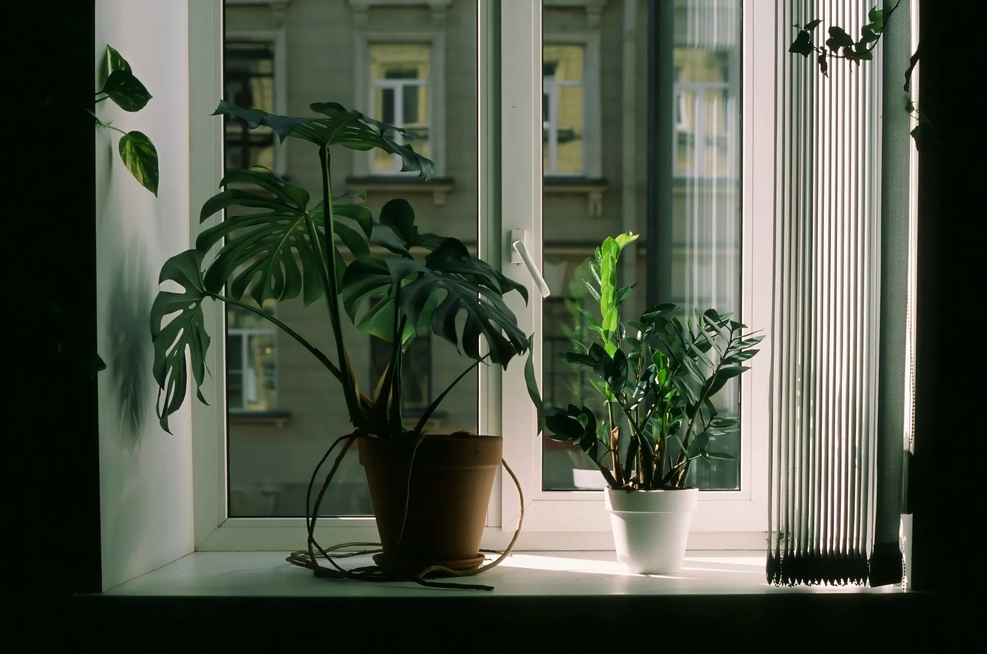 The 6 Best Indoor Plants for Beginners: Your Guide to a Greener Home