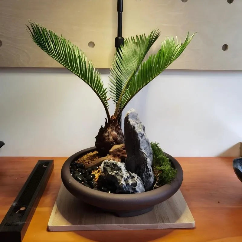 Tropical-Foliage-Plants Soil Song