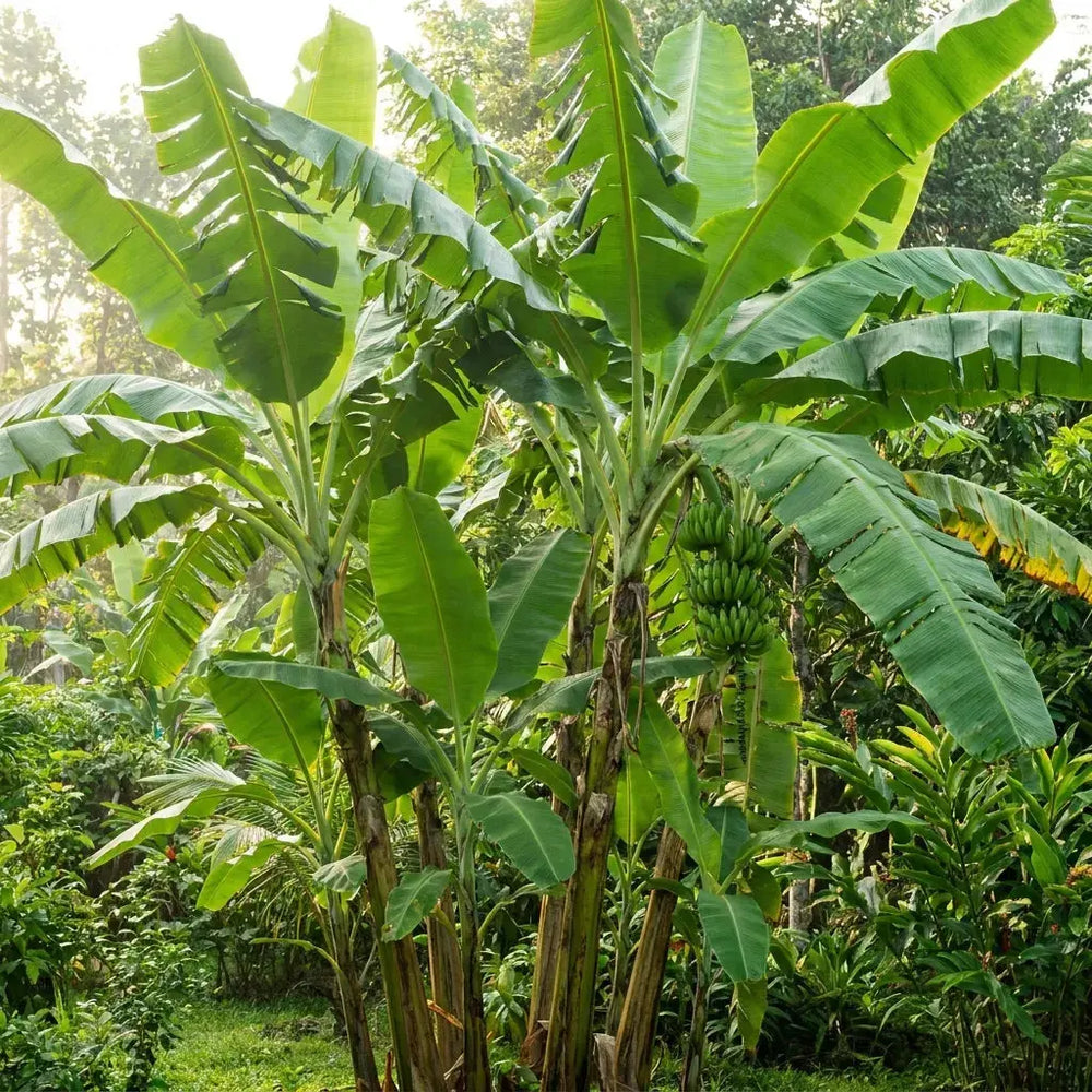 Tropical-Fruit-Trees Soil Song