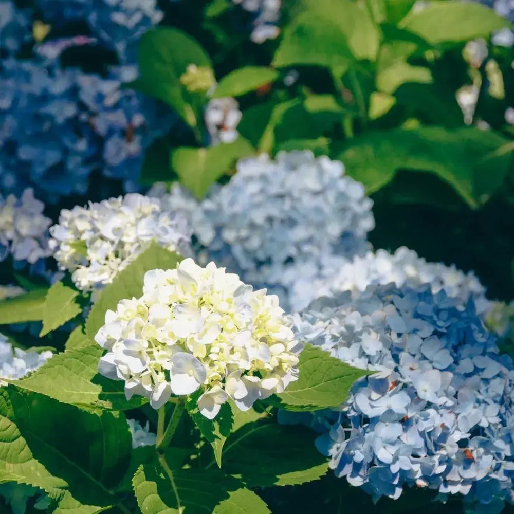 Hydrangeas Soil Song