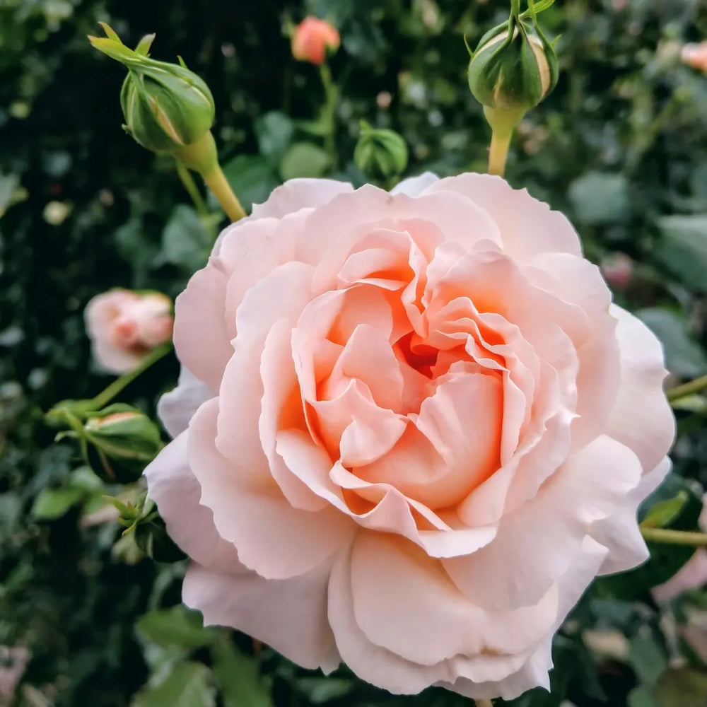 Soil Song pink rose bush with buds, lush green foliage