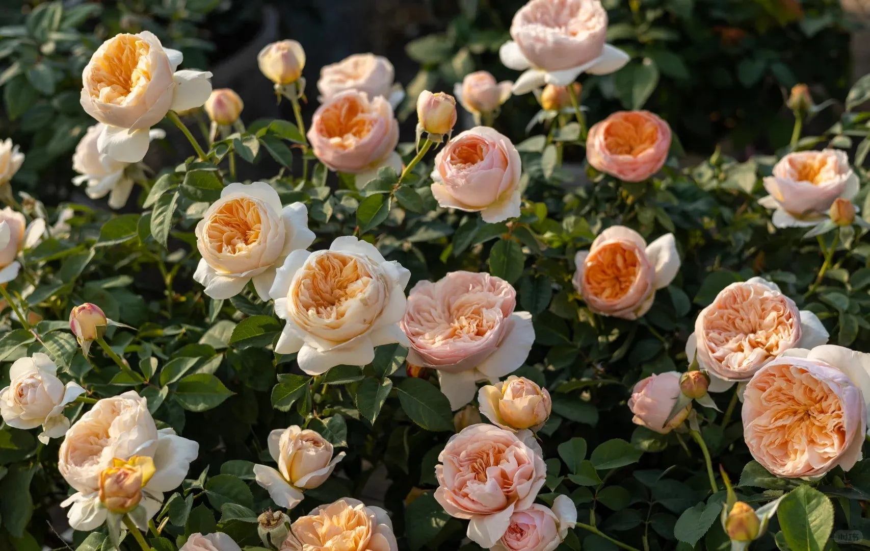 Soil Song pink rose bush with buds, lush green foliage