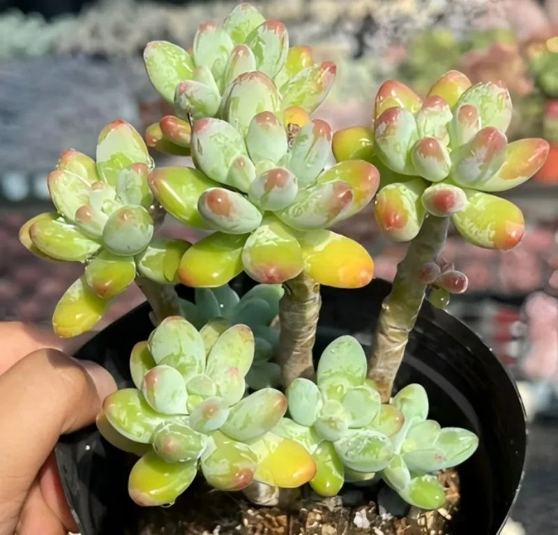Pachyphytum Soil Song
