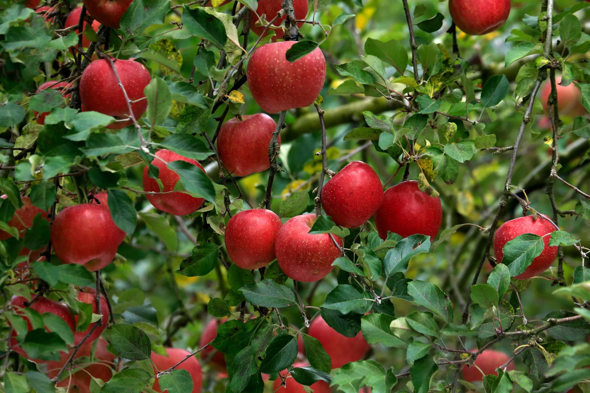 Apple Trees - Soil Song