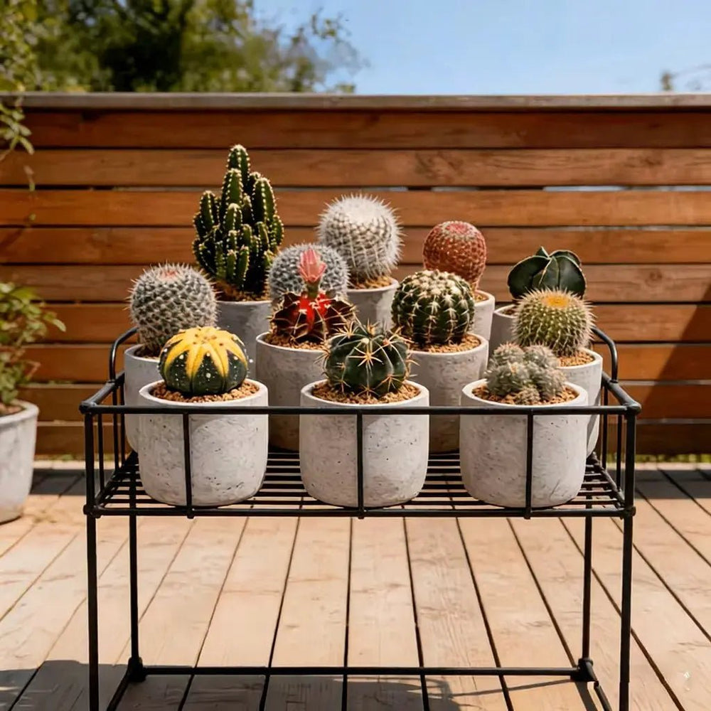 Cactus Series - Soil Song
