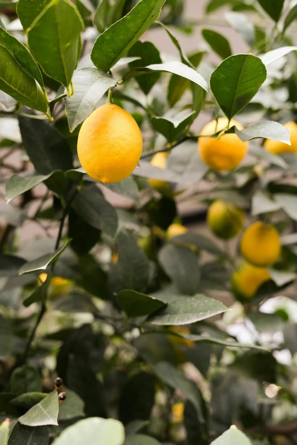 Lemon Trees - Soil Song