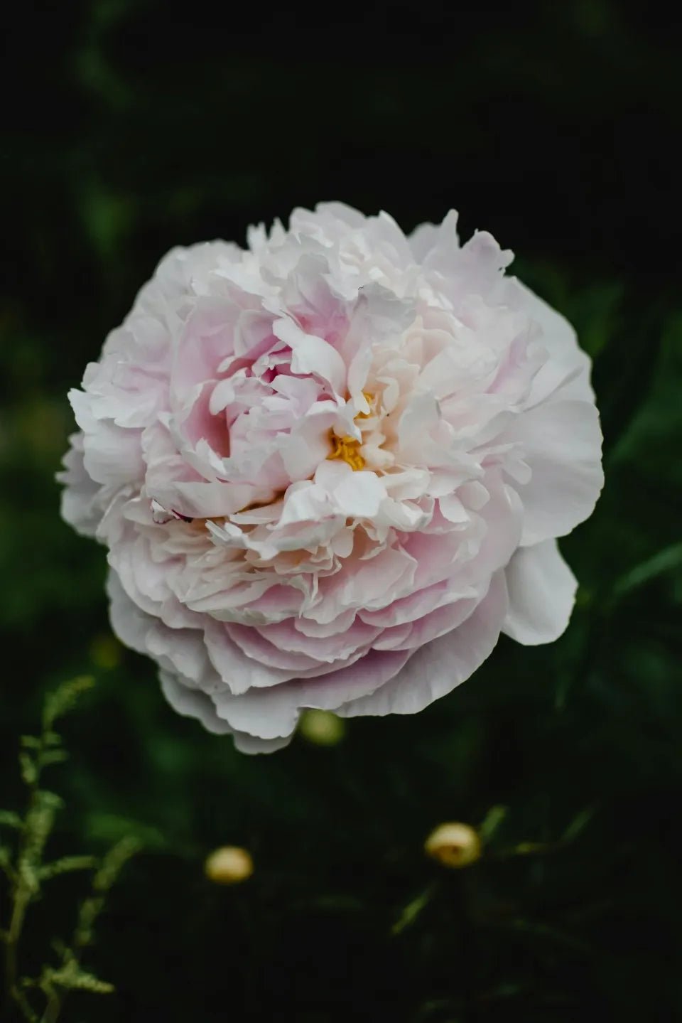 Peonies - Soil Song