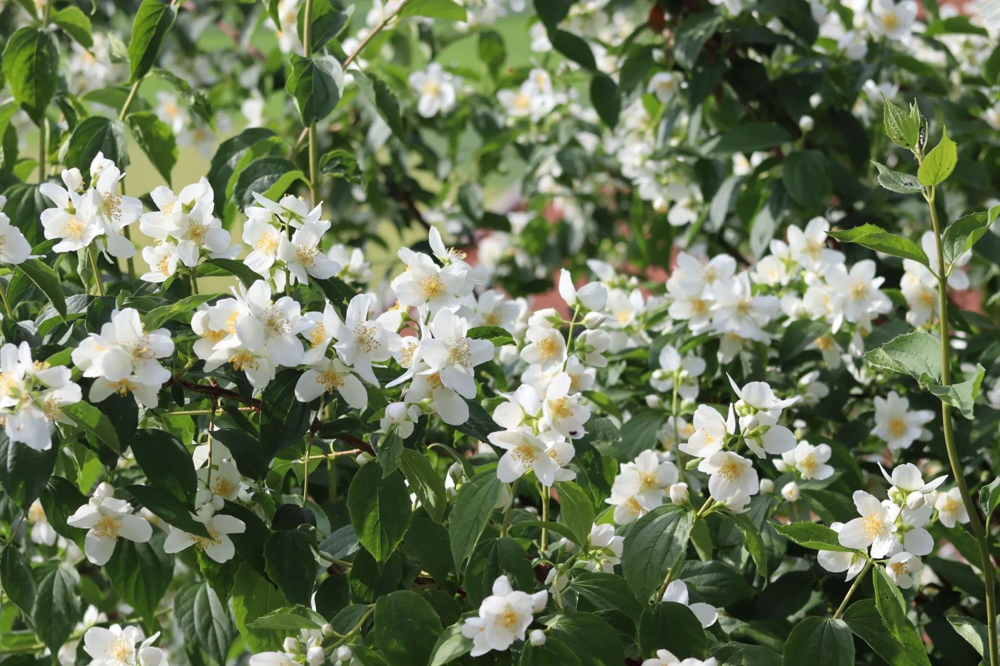 Jasmine-Plants mysoilsong