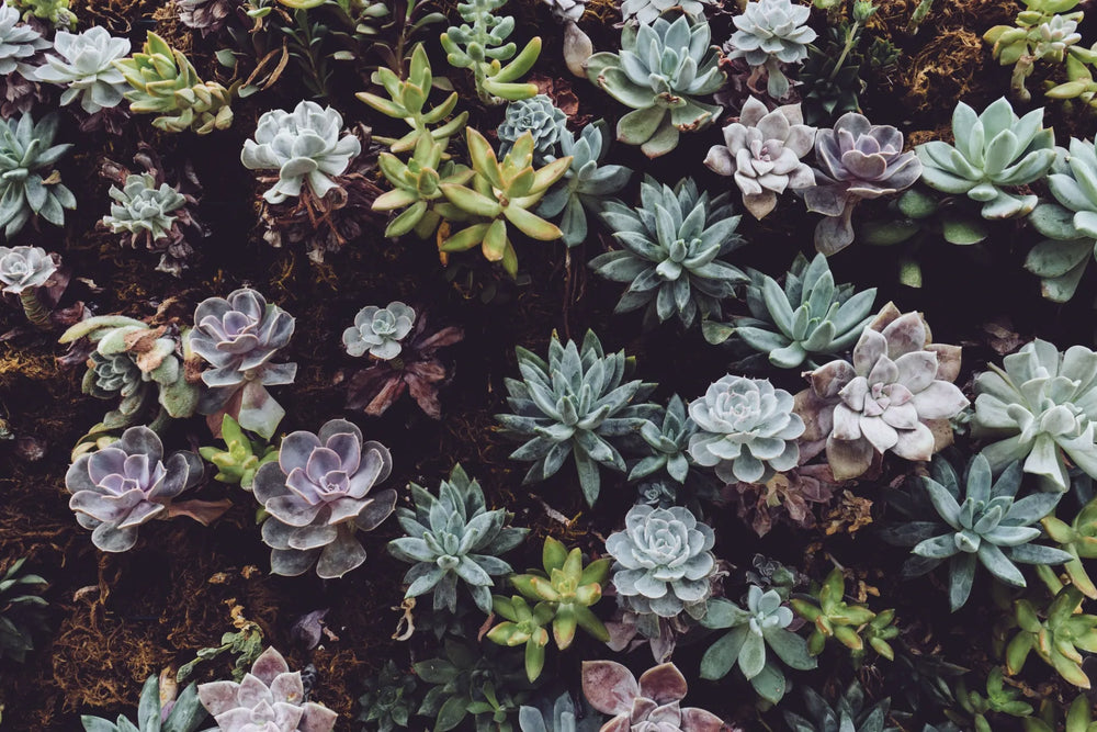Colorful Succulents - Soil Song