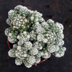 Mammillaria gracilis fragilis - 3''