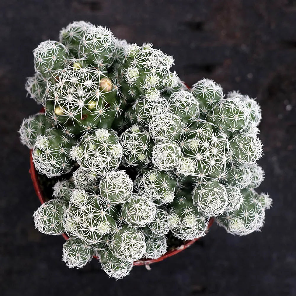 Mammillaria gracilis fragilis - 3''