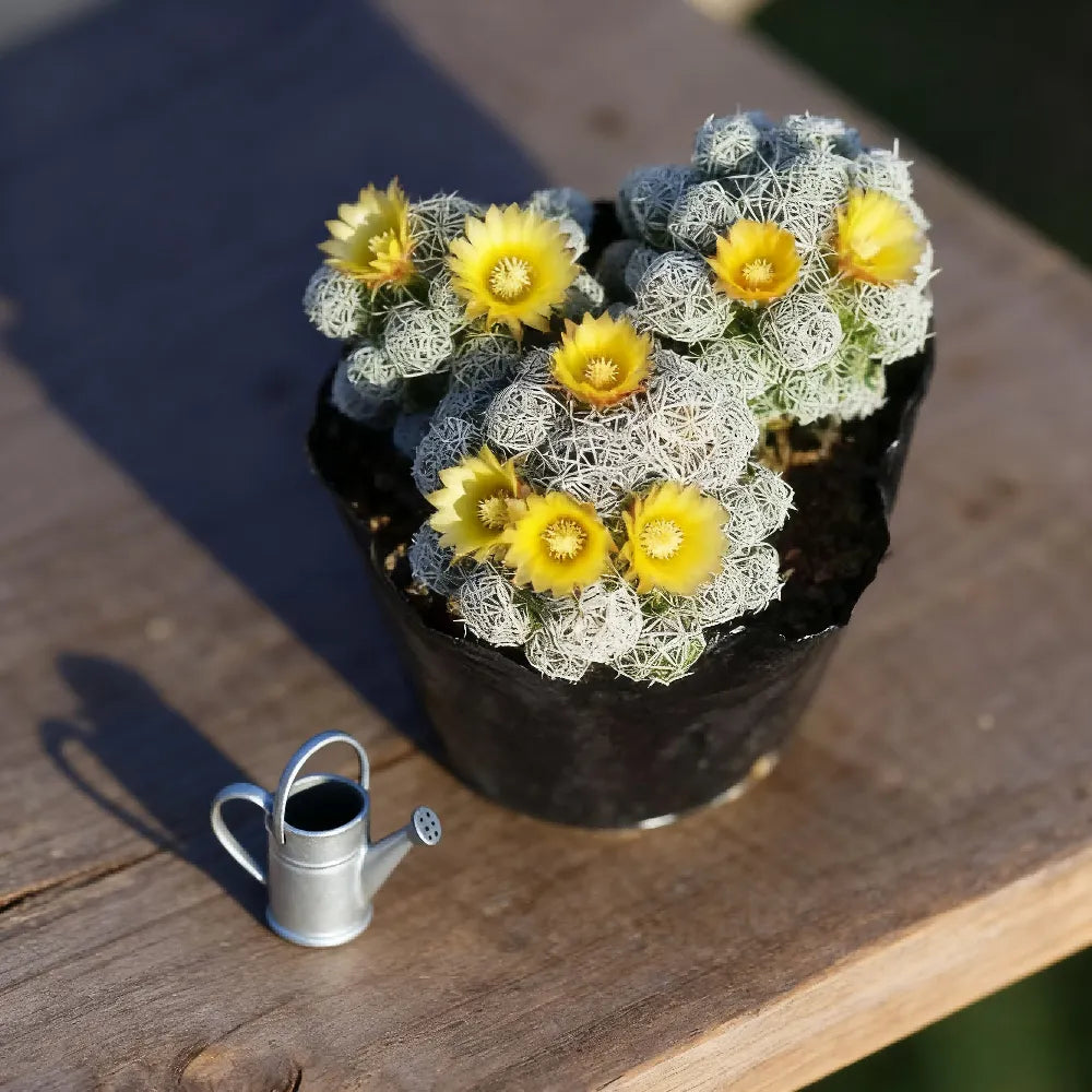 Mammillaria gracilis fragilis - 3''
