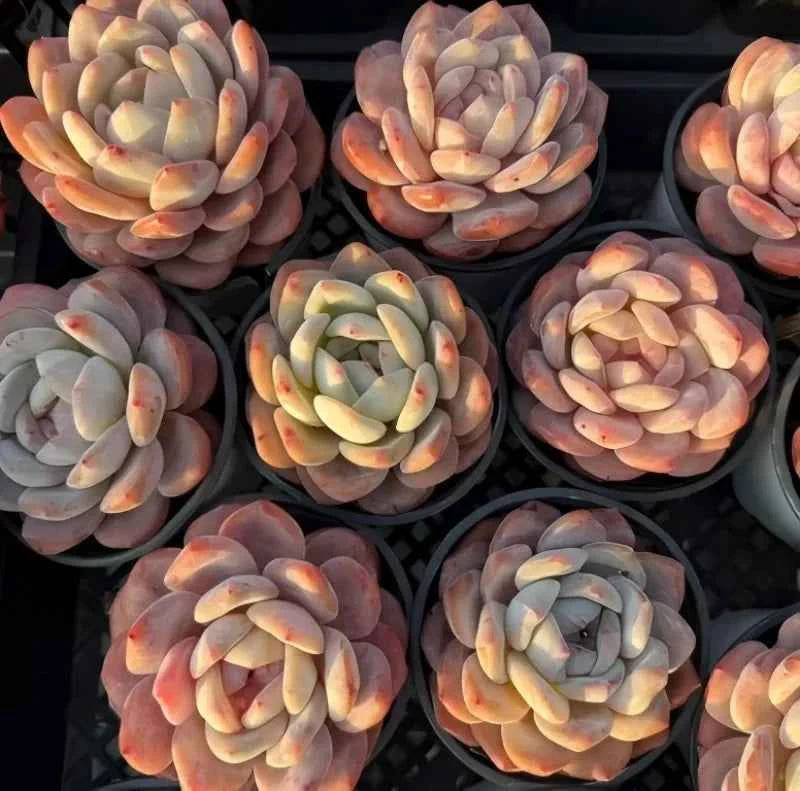 Echeveria rosette succulent with gray, pink, and orange rounded leaves