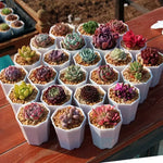 The Desert Rainbow: 12-Piece Premium Succulent Collection - Soil Song