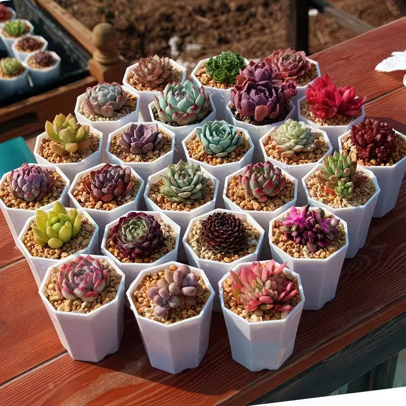 The Desert Rainbow: 12-Piece Premium Succulent Collection - Soil Song