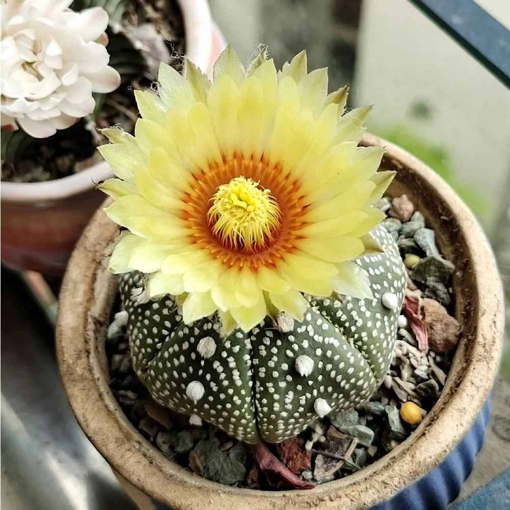 Star Cactus (Astrophytum) - 3''