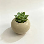 Orb Ceramic Planter - 3''
