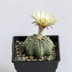 Star Cactus (Astrophytum) - 3''