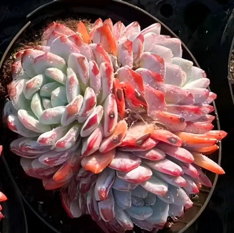 Large succulent cluster with pale blue leaves and pink-orange tips