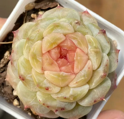 Close-up succulent in white 2-inch pot, pale green rosette with peach-pink center