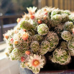 Mammillaria gracilis fragilis - 3''