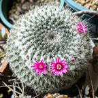Old Lady Cactus - 3''