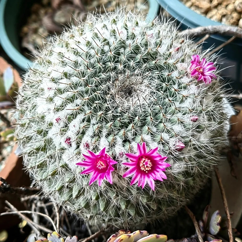 Old Lady Cactus - 3''