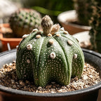Star Cactus (Astrophytum) - 3''
