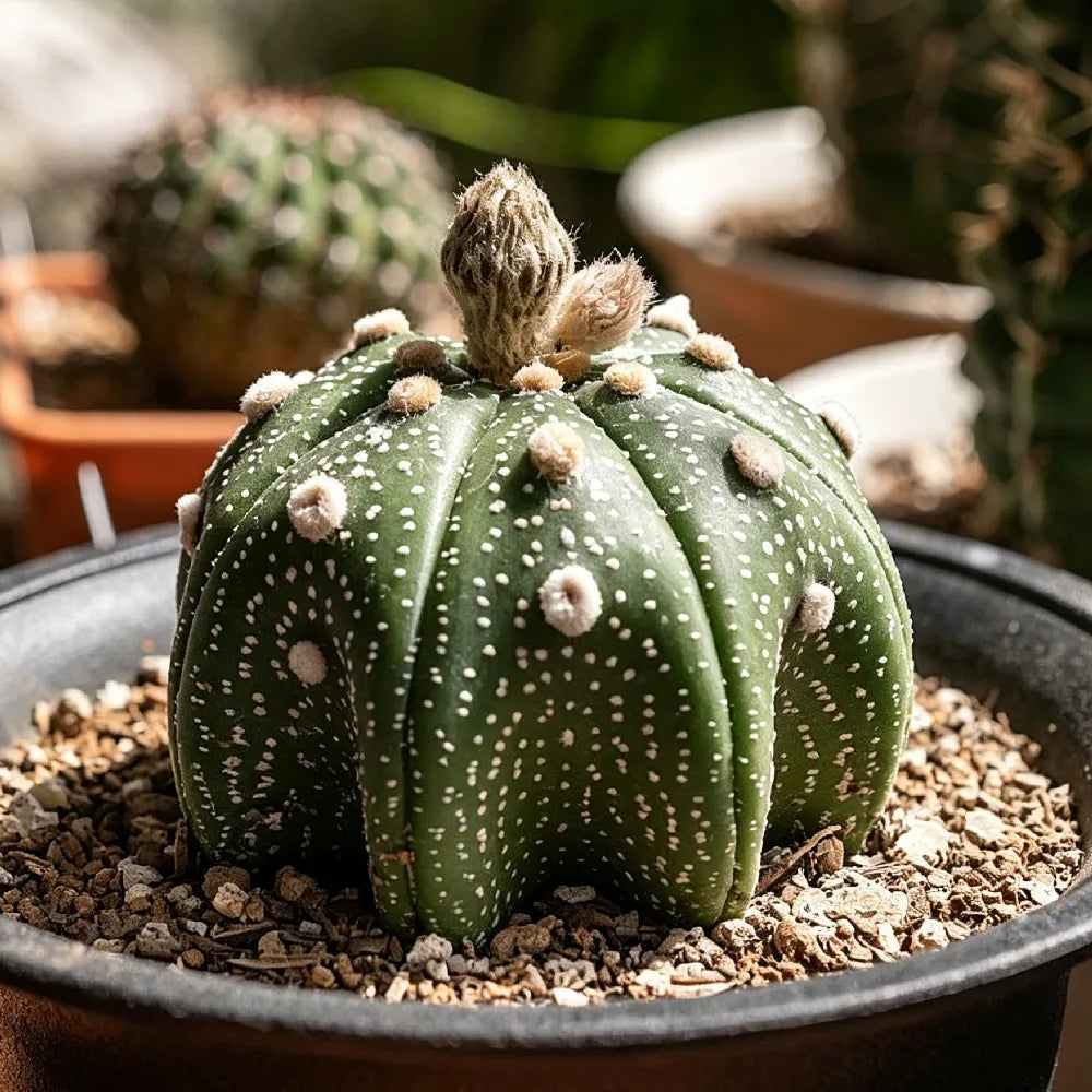 Star Cactus (Astrophytum) - 3''