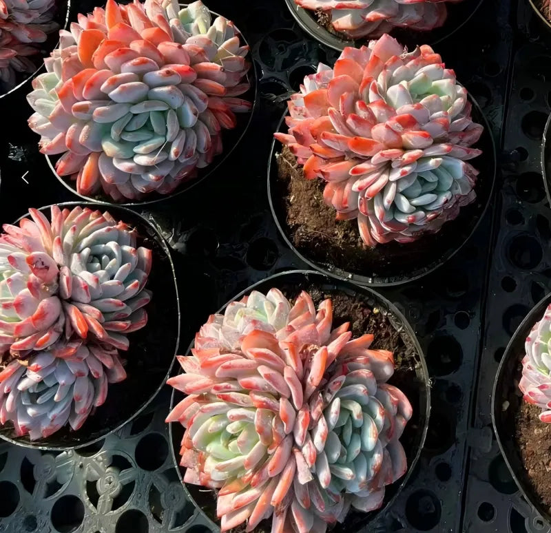 Multiple succulent rosettes in pots, blue leaves with pink-orange tips