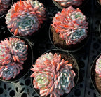Multiple succulent rosettes in pots, blue leaves with pink-orange tips