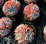 Echeveria Monroe Large Cluster Soil Song