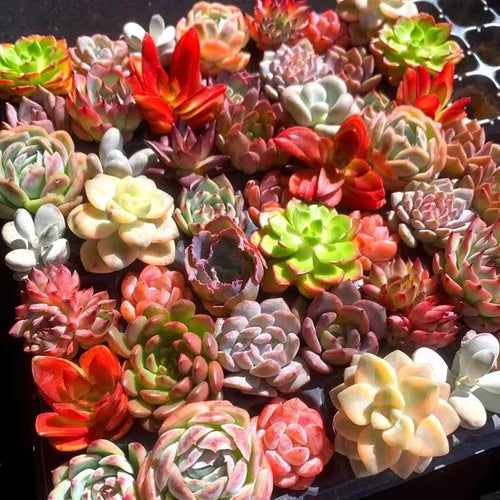 15-Piece Sedum Succulent Collection - 2" Pots Living Gemstone Mix