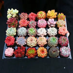 15-Piece "Digital Zen" Succulent Collection - 2" Pots Living Gemstone Mix Soil Song