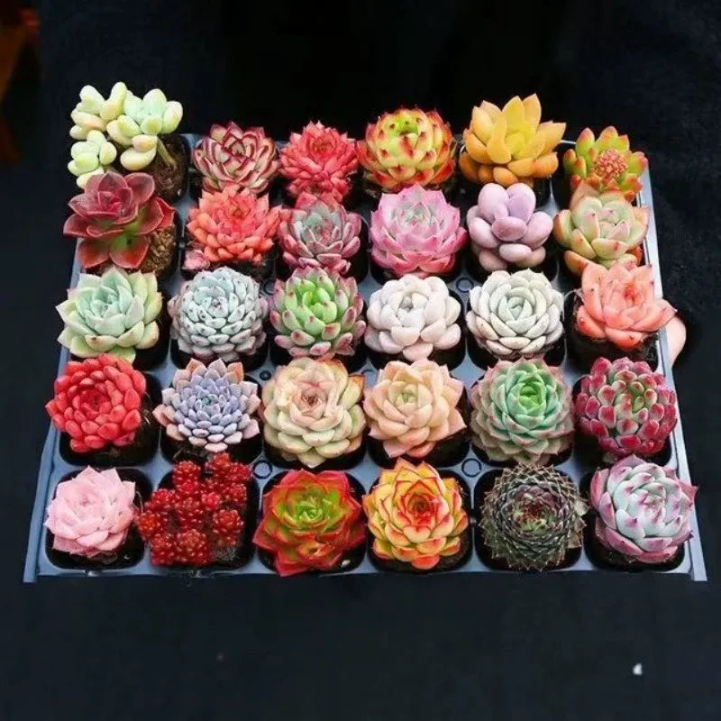 15-Piece "Digital Zen" Succulent Collection - 2" Pots Living Gemstone Mix Soil Song
