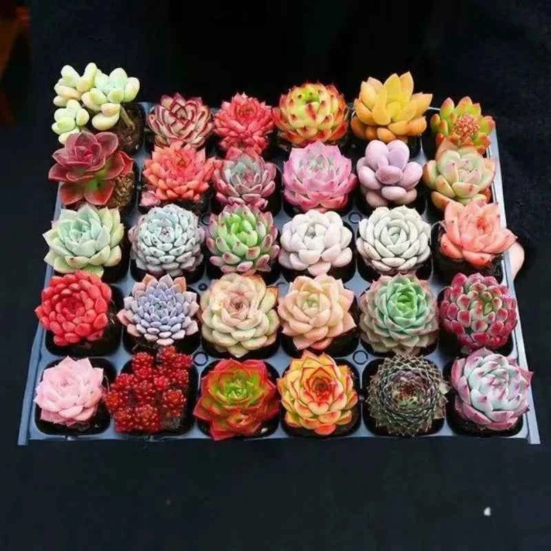 15-Piece Sedum Succulent Collection - 2" Pots Living Gemstone Mix