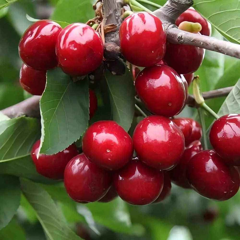 Lapins Cherry Tree