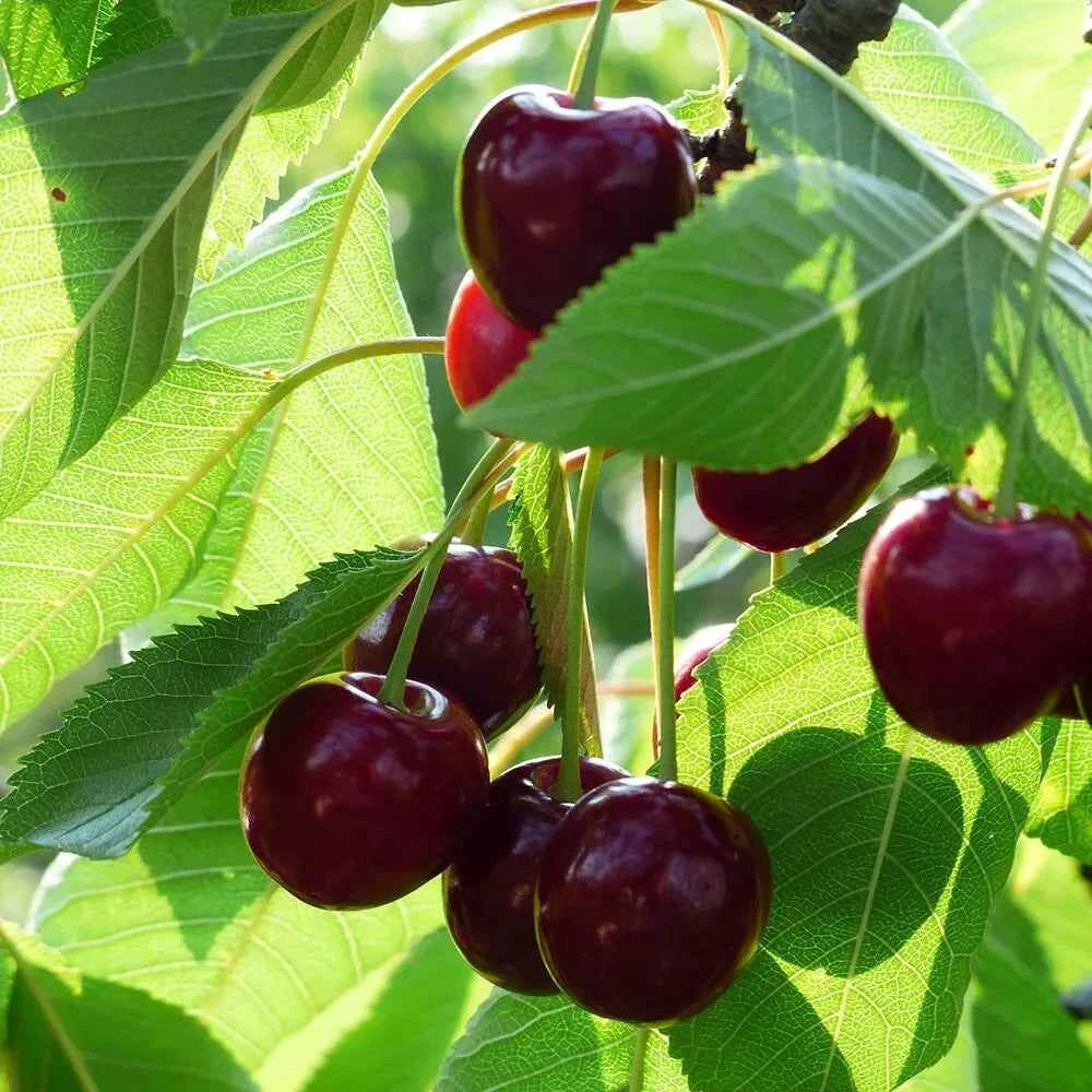 Lapins Cherry Tree
