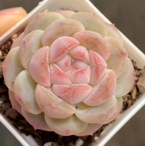2 in pot succulent with pastel pink and cream rosette leaves