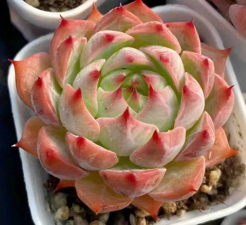 Echeveria Estrela 2-inch succulent rosette with red-tipped curved leaves
