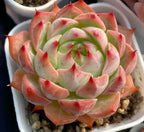 Echeveria Estrela 2-inch succulent rosette with green center and red points