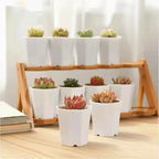 White octagonal succulent planter pots on a wooden tray with small succulents
