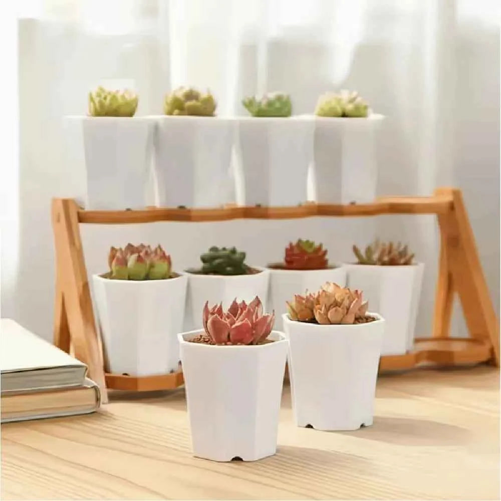 White octagonal succulent planter pots on a wooden tray with small succulents