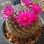 Old Lady Cactus - 3''