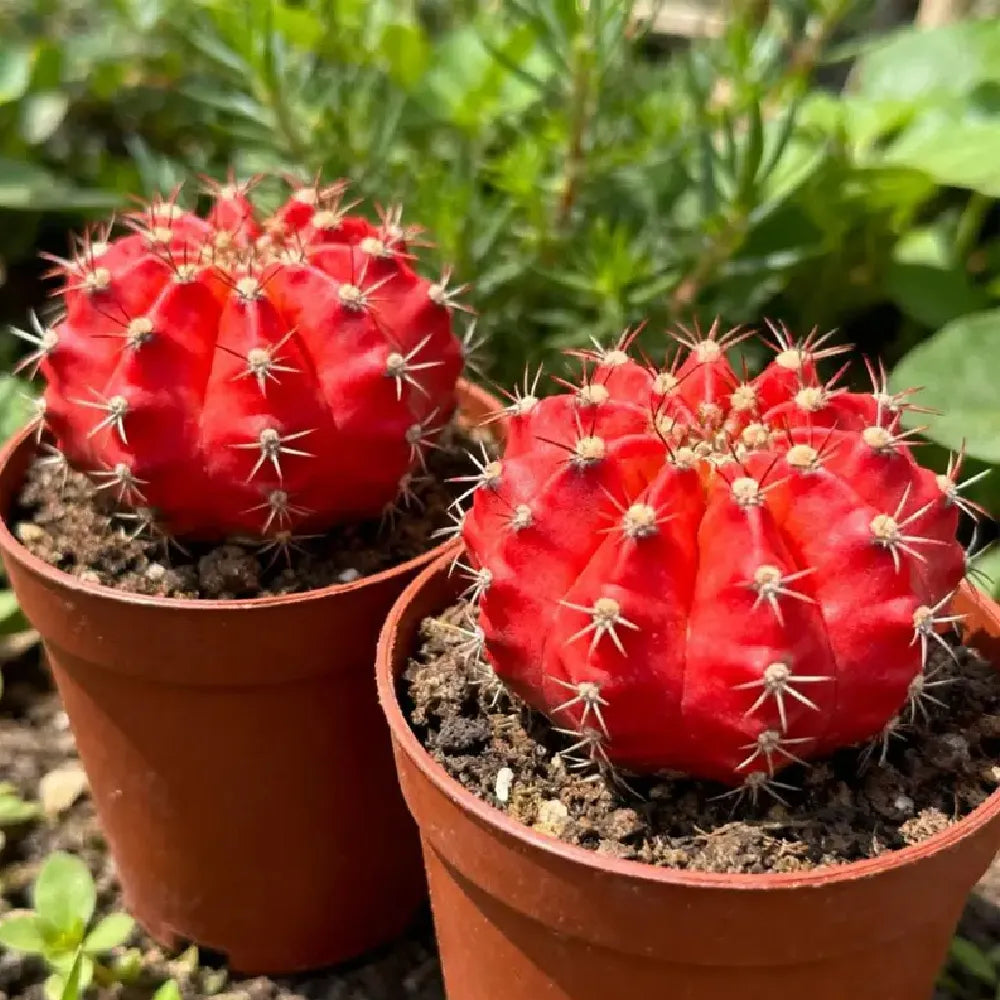 Red Moon Cactus - 3''