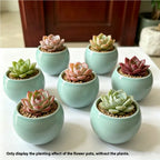 Bowl Shape Ceramic Planter - 3.5''