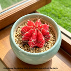 Bowl Shape Ceramic Planter - 3.5''